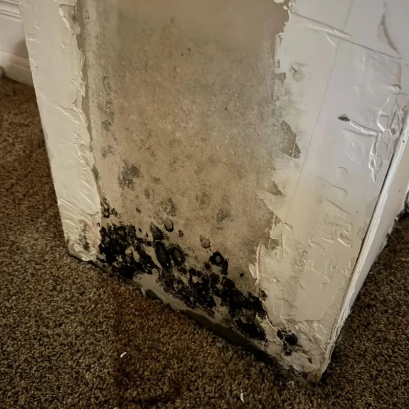 Professional Mold Removal in Greensburg, LA